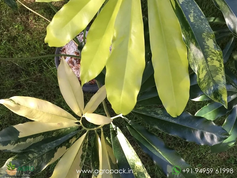 Philodendron-Goeldii-Variegated2