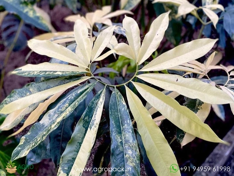 Philodendron-Goeldii-Variegated3