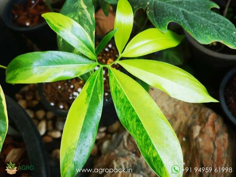 Philodendron-Goeldii-Variegated4