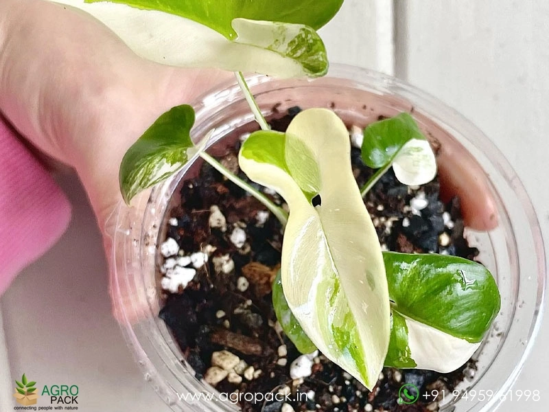 Philodendron-Goeldii-Variegated5