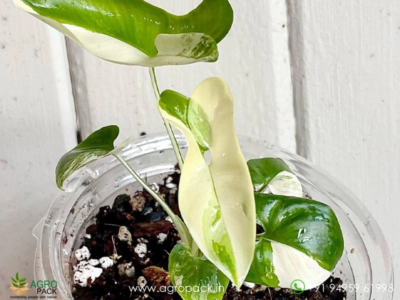 Philodendron-Goeldii-Variegated6