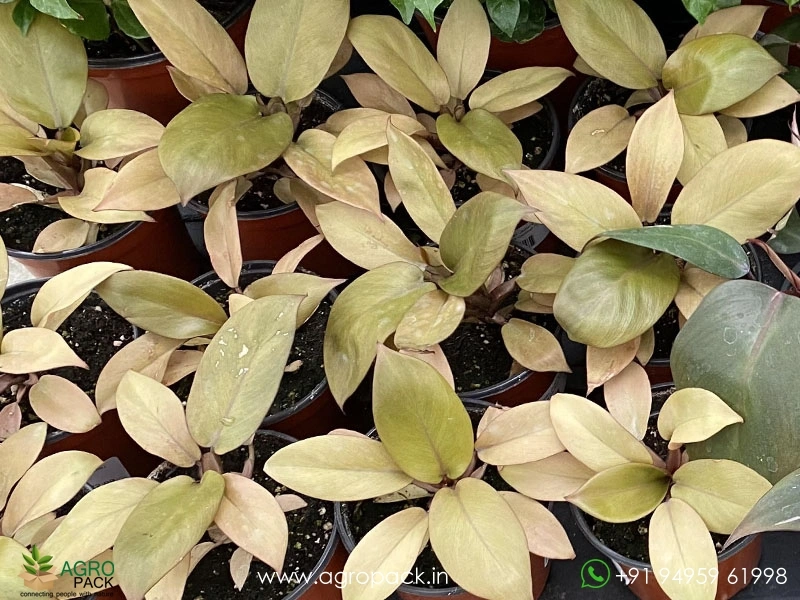 Philodendron-Gold-Cardinal1