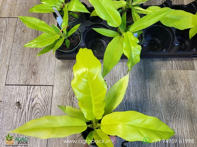 Philodendron-Golden-Crocodile3