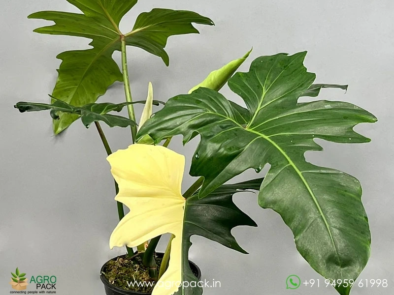 hibiscus red heart plant Red Heart Hibiscus | Rose of Sharon