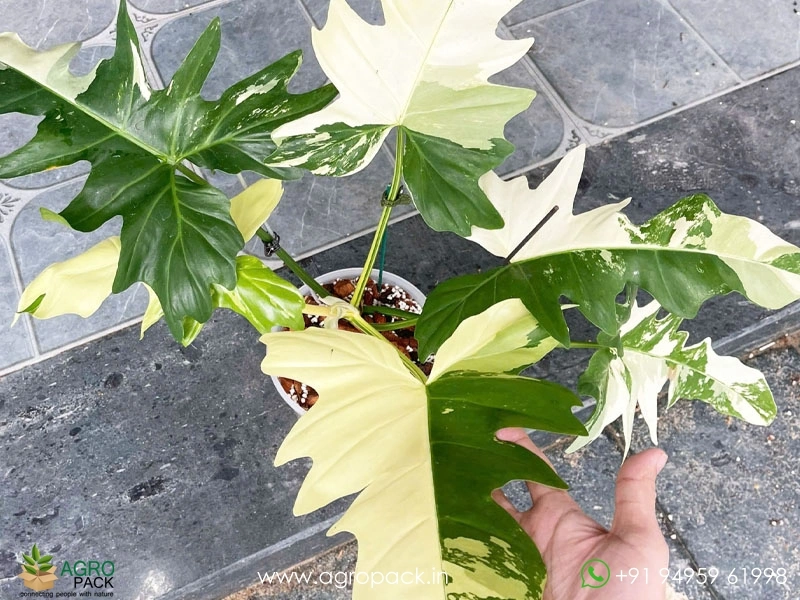 Philodendron-Golden-Dragon-Variegated3