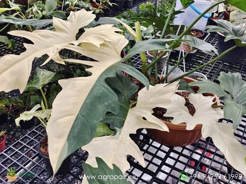 philodendron peltatum Philodendron Cordatum For Sale, Including Care Guide