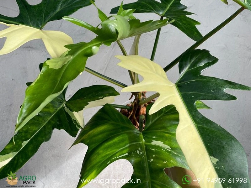 Philodendron-Golden-Dragon-Variegated5