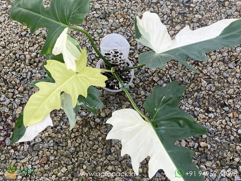 soft caress mahonia plant RETAIL