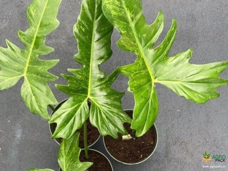 Philodendron-Golden-Dragon1