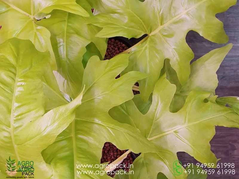Philodendron Golden Selloum Plant For Sale In India | Online plant nursery