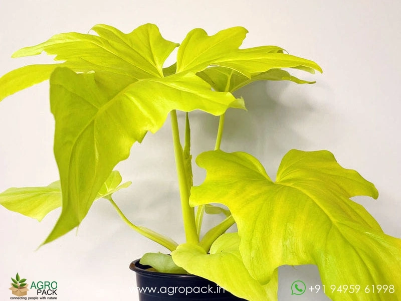 Philodendron-Golden-Selloum4