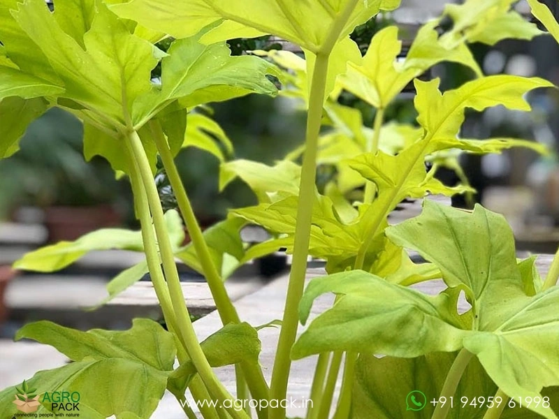 Philodendron Golden Selloum Plant For Sale In India | Online plant nursery