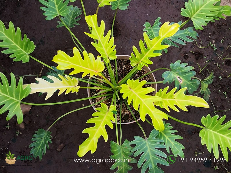philodendron mamei silver Philodendron mamei For Sale|My Home Nature main image 1