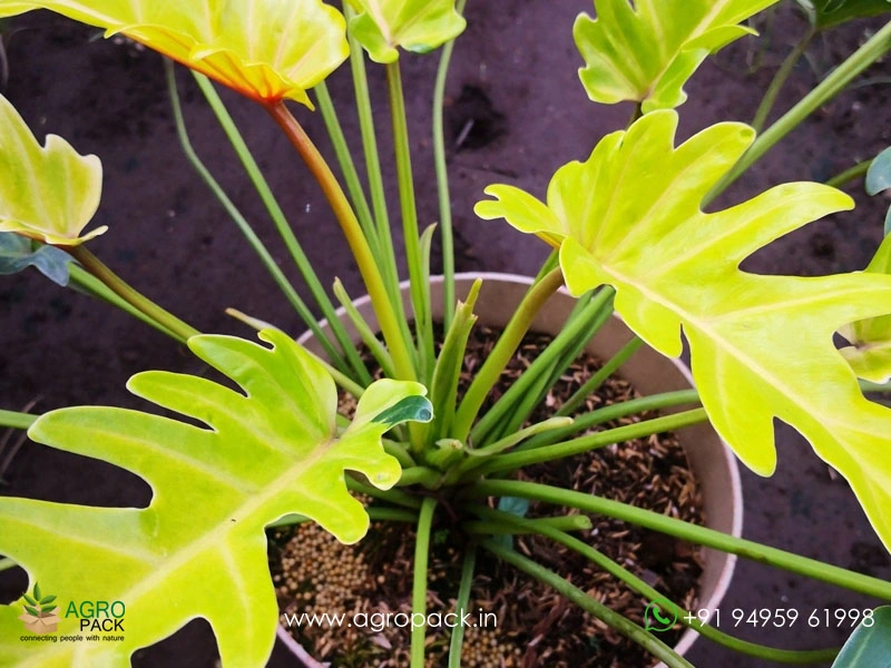philodendron siam sunrise Philodendron Thai Sunrise