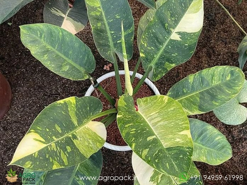 Philodendron-Green-Congo-Nuclear1