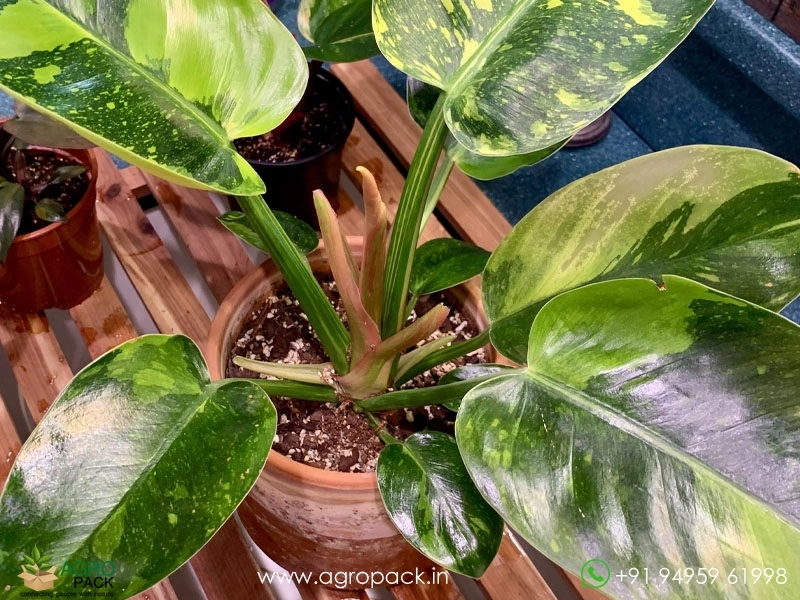 Philodendron-Green-Congo-Nuclear2