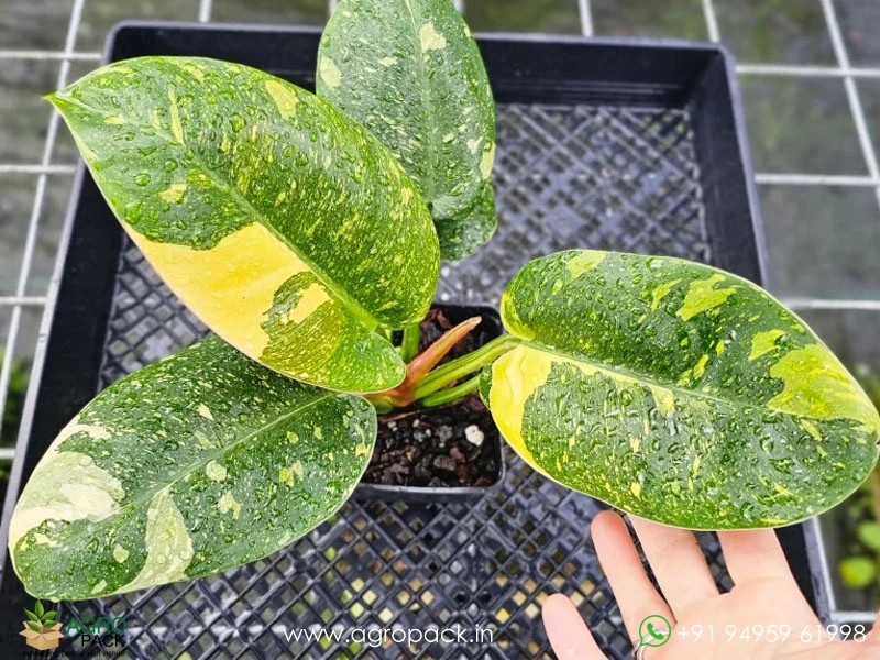 Philodendron-Green-Congo-Nuclear6