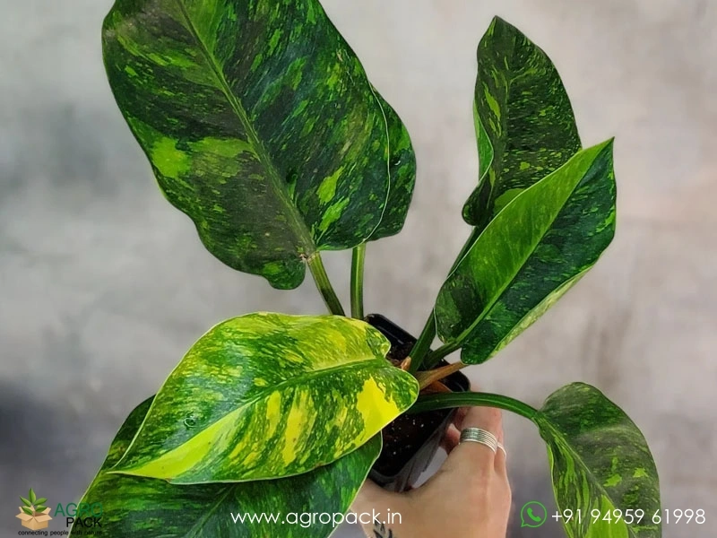 Philodendron Green Congo Variegated Plant For Sale In India | Online plant  nursery