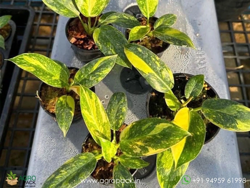 Philodendron-Green-Congo-Variegated2