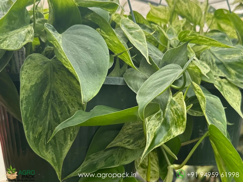 Philodendron-Hedricianum-Verigated3