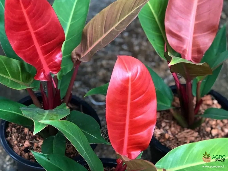 Philodendron Imperial Red Plant For Sale In India | Online plant nursery