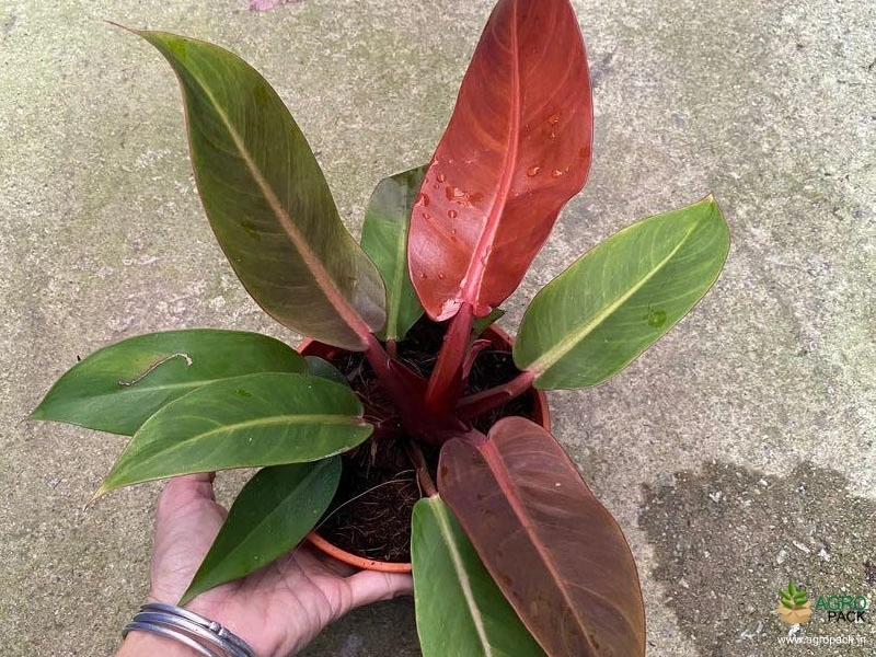 Philodendron Imperial Red Plant For Sale In India | Online plant nursery