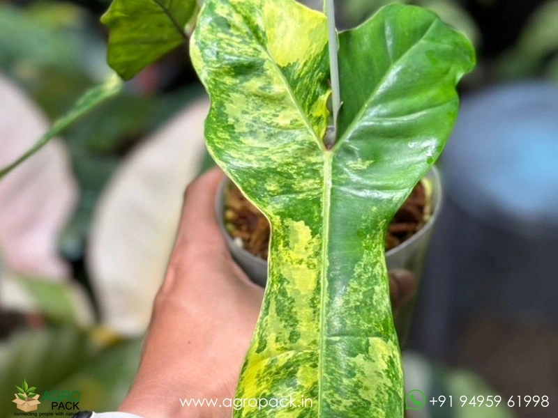 Philodendron-Jennifer-Variegated1