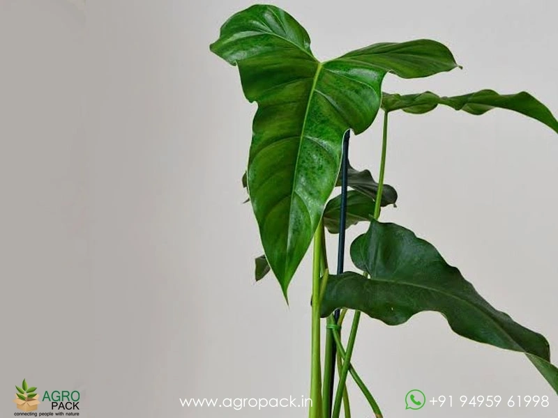 Philodendron-Jennifer1