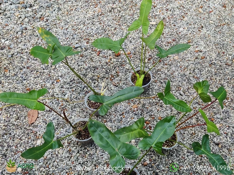 Philodendron-Jennifer2