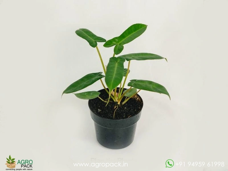 Philodendron-Jennifer3