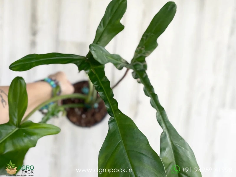 Philodendron-Joepii2