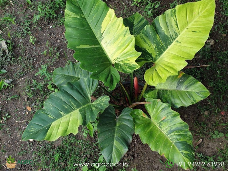 Philodendron-Jungle-Fever-Variegated1