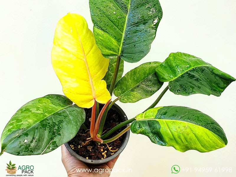 Philodendron-Jungle-Fever-Variegated2