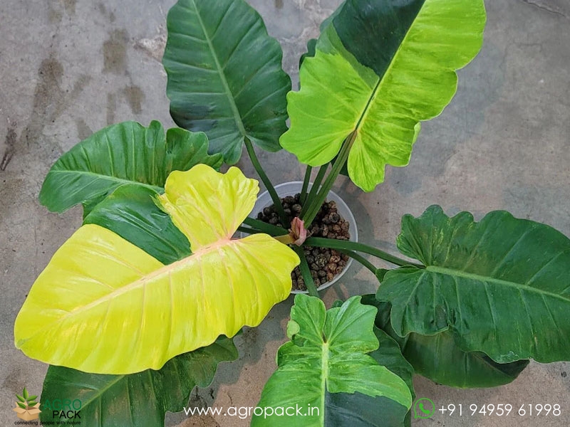 Philodendron-Jungle-Fever-Variegated3