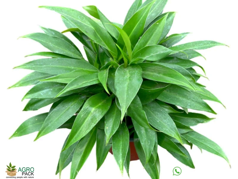 Philodendron-Little3