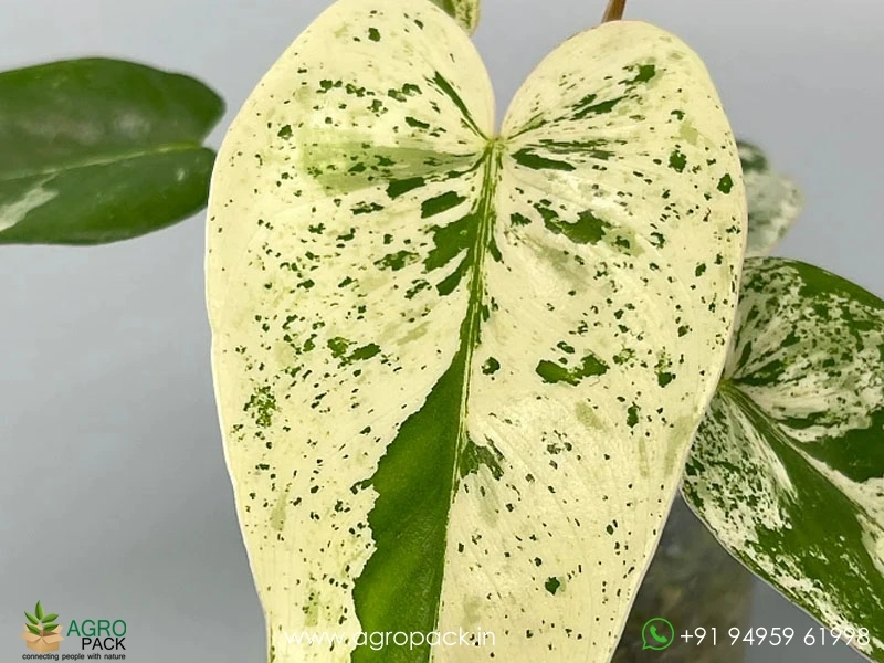 Philodendron-Llsemanii-Variegata1