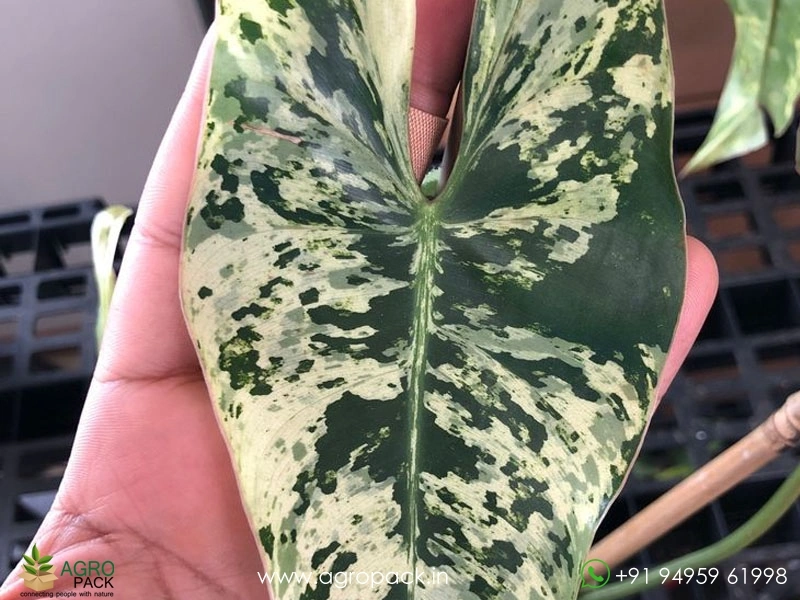 Philodendron-Llsemanii-Variegata2