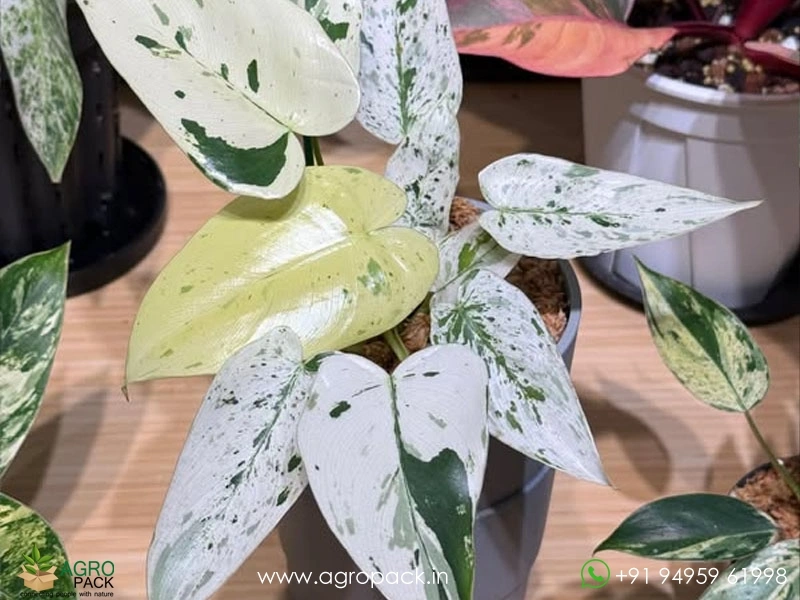 Philodendron-Llsemanii-Variegata3