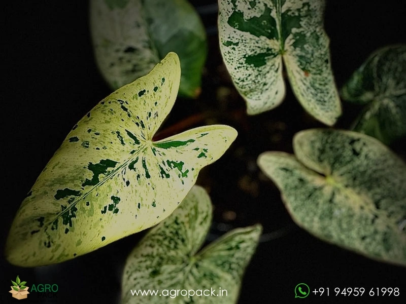 Philodendron-Llsemanii-Variegata4
