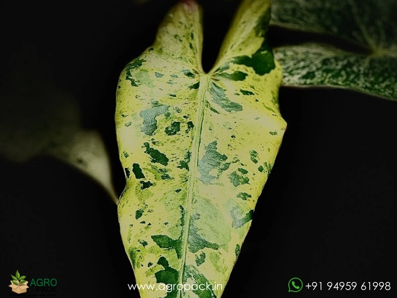 Philodendron-Llsemanii-Variegata5