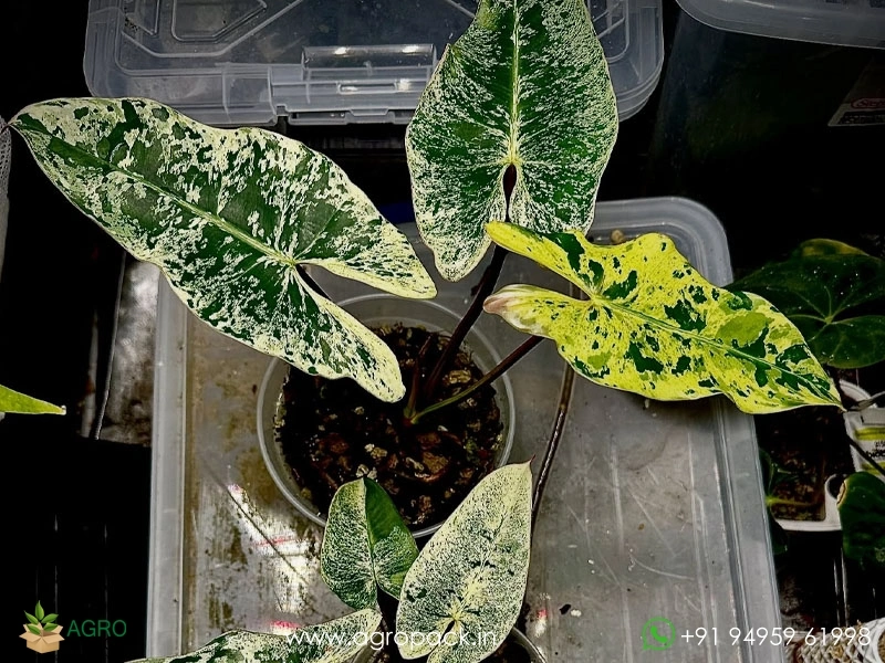 Philodendron-Llsemanii-Variegata6