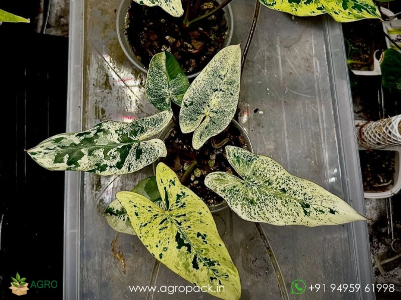 Philodendron-Llsemanii-Variegata7