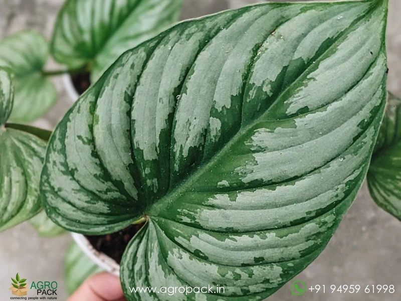 Philodendron-Mamei-Silver-Cloud2