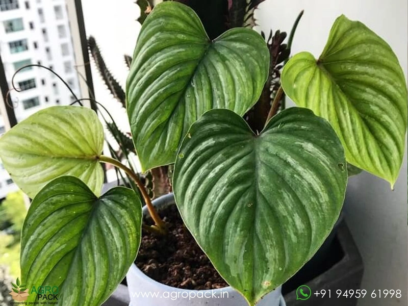 Philodendron-Mamei-Silver-Cloud3