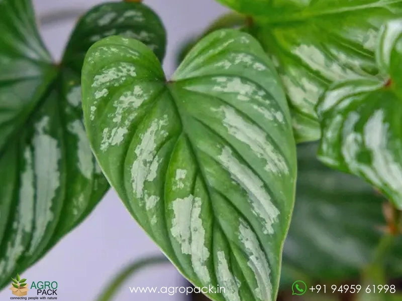 Philodendron-Mamei-Silver-Cloud4