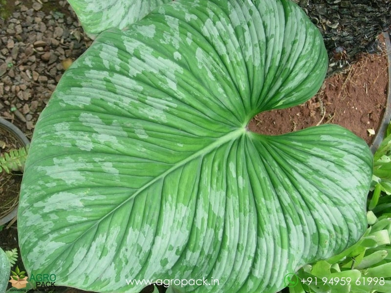 Philodendron-Mamei2