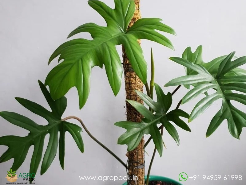 Philodendron-Mayoi1