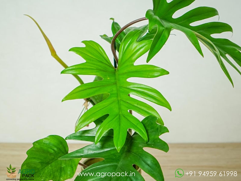 Philodendron-Mayoi4