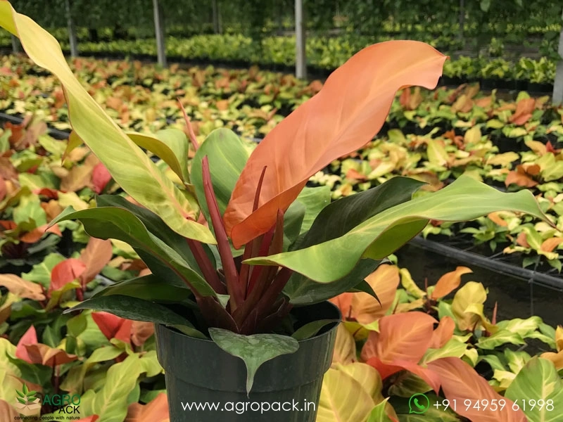 Philodendron-McColley5