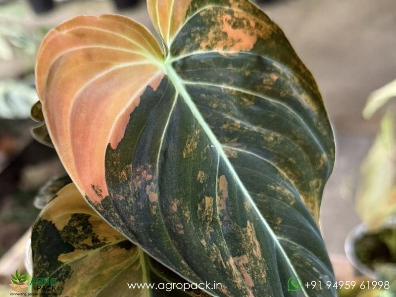 Philodendron-Melanochrysum-Bonfire1